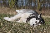 ALASKAN MALAMUTE 783